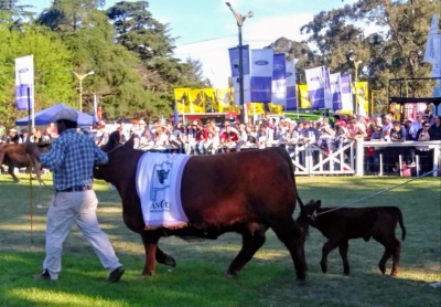 Vuelven las exposiciones rurales, solo con animales y muchas restricciones. La Rural local quiere más