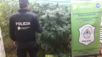 Los condenaron por tener 3 plantas de marihuana y un frasco de cogollos