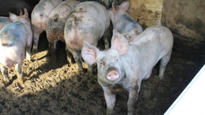 Pigüé: detuvieron a un ex empleado de un campo por robar una chancha y cinco lechones