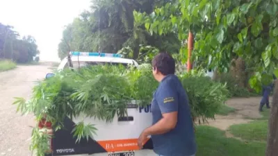 Puan: condenan a una pareja que protegía plantas de marihuana con un cerco electrificado