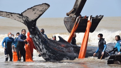 Emocionante VIDEO: Devuelven al mar a dos ballenas varadas en el Partido de la Costa