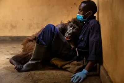 De la selfie más comentada a la foto más triste: Ndakasi, la célebre gorila del Congo murió en brazos de su cuidador