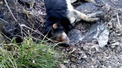 Asesino anónimo mató a casi todos los perros de un pueblo