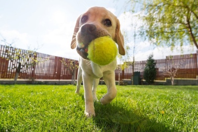 Qué cuidados tener al usar pelotas de tenis para jugar con los perros