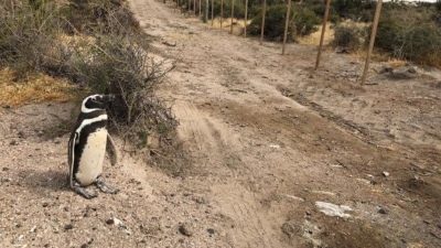 VIDEO: Dueño de un campo aplastó 140 nidos de pingüinos y electrificó a otro centenar. Murieron varios pichones