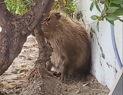 Causó alarma la aparición de un carpincho en la zona urbana de Monte Hermoso