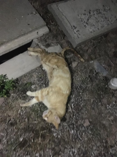 Un gato dejó sin electricidad a la mitad de Tres Arroyos