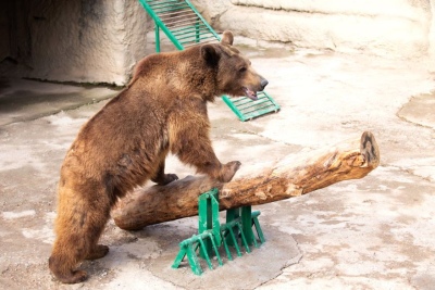 Horror en el zoológico: una mujer lanzó a su hija de tres años a la jaula de los osos