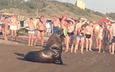 Sorpresa y admiración por la aparición de un lobo marino en la playa