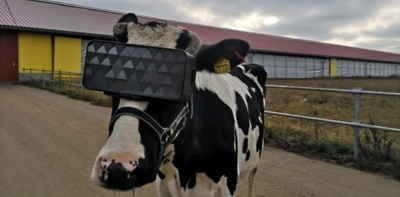 Insólito: le pone gafas de realidad virtual a las vacas para aumentar la producción de leche