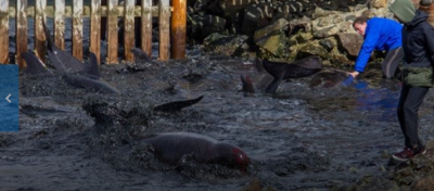 Decenas de delfines encallaron en las costas de Ushuaia