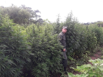 Allanan una finca en Salta con más de 10 mil plantas de marihuana ocultas en la selva