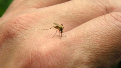 Mosquitos: una invasión que molesta y complica a los vecinos