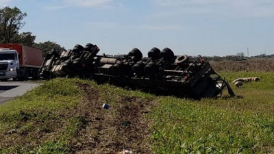 VIDEO: Volcó un camión con cerdos en la ruta 9 y los vecinos lo saquearon