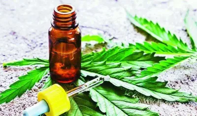 El Ministerio de Salud autorizó a las ONG a cultivar plantas de cannabis para pacientes