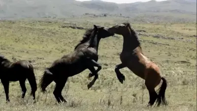 Caballos cimarrones en el Parque Tornquist: “La situación está en un punto crítico”