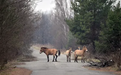 Los animales “mutantes” de Chernobyl: arañas “confundidas” y ranas más oscuras