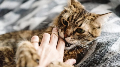 Un gato atacó a un bebé en Tres Arroyos y debieron amputarle dos dedos