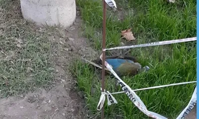 Un loro dejó sin electricidad a Tornquist