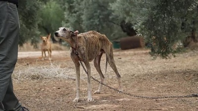 Avanza una investigación por crueldad animal en Saldungaray