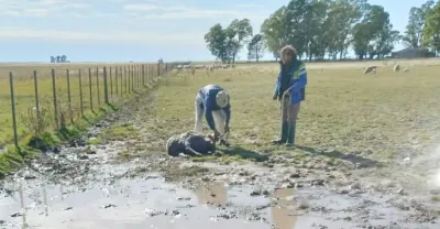 Masacre en un campo de Pringles: jauría de perros atacó a más de 30 ovejas