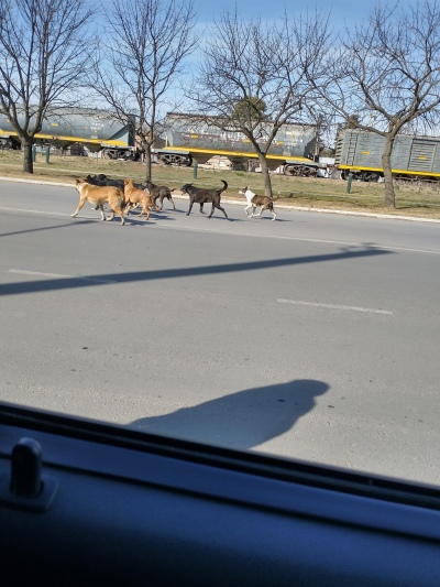 Perros sueltos en la calle causaron otro accidente