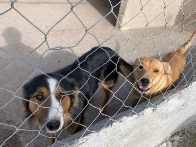 Pringles: vecinos juntan firmas para evitar el encierro de perros sueltos en la calle