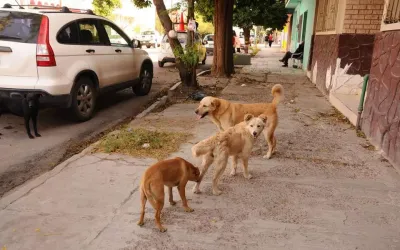 Coronel Pringles: Capturan a los perros sueltos en la vía pública y les ponen un chip