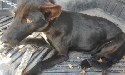 Tres Arroyos secuestra perros que los dueños dejan sueltos en la calle y cobra por el acarreo y la estadía