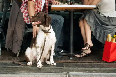 Presentaron un proyecto para que Bahía se convierta en una ciudad "Pet Friendly"