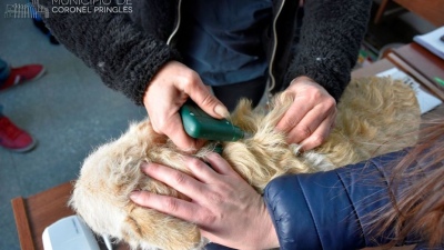 En Pringles colocan microchips a las razas de perros "potencialmente peligrosas"