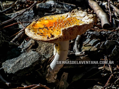 Alucinógenos en las Sierras de la Ventana