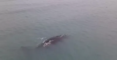 VIDEO: Magnífico espectáculo por la presencia de ballenas cerca de la costa de Claromecó