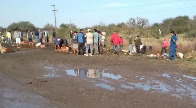 Un camión que transportaba 50 vacas volcó y los vecinos las faenaron al costado de la ruta