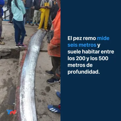 Capturaron un extraño pez de seis metros en las costas de Chile: aseguran que predice terremotos