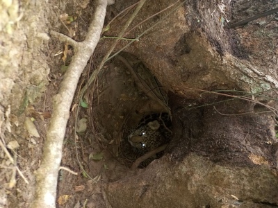 Nacieron dos yaguaretés en estado salvaje en el Iberá: son los primeros en los últimos 70 años