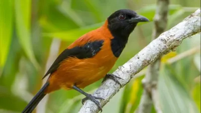 Descubrieron el primer y único pájaro venenoso del mundo