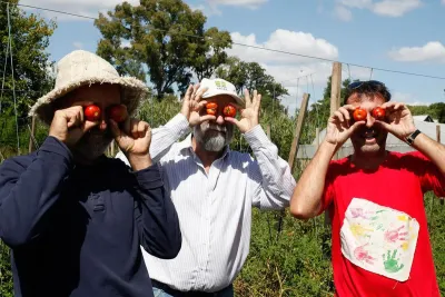 Con semillas del siglo pasado, un grupo de investigadores recuperó “el sabor perdido del tomate”