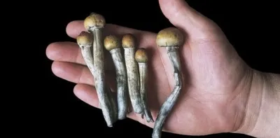 Hongos alucinógenos: del consumo hippie al uso medicinal