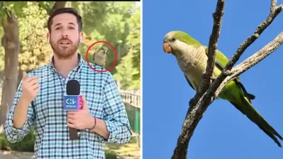 Un periodista chileno hablaba de inseguridad y un loro “argentino” le robó el audífono en vivo