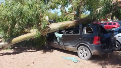 Cayó una rama de eucalipto y aplastó un auto en una playa de Pehuen Co