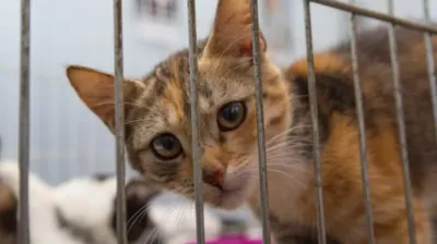 Encontraron 2000 gatos muertos en un laboratorio de Vietnam: usaban sus huesos para “curar” el asma