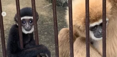 Resuelven el misterio en un zoológico de una mona que quedó embarazada viviendo sola durante años