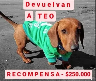 Médanos: Ofrece una recompensa de $250.000 para recuperar un perro salchicha que le robaron