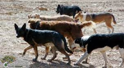 Todo perro suelto será capturado y llevado al Refugio Canino