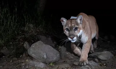 Un pescador se enfrentó a un puma y la puede contar