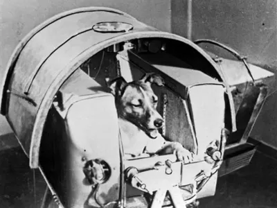 La terrible verdad de la muerte en el espacio de la perrita Laika que el Kremlin ocultó durante 45 años de mentiras