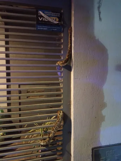 VIDEO: Una serpiente pitón irrumpió en la puerta de una casa y asustó a los vecinos de La Plata