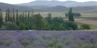 Sierras y campos de lavanda, una postal mágica cerca de Coronel Suárez