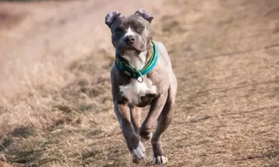 Un niño murió tras ser mordido por un pitbull en Olavarría